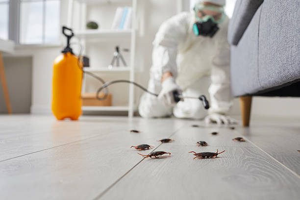 Post-Treatment Bed Bug Interceptor Monitoring in Lincoln Village